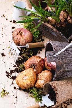 Bahçe aletleri ve çiçek soğanı