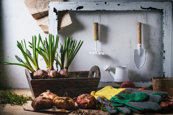 Garden tools and flower bulbs — Stock Photo, Image