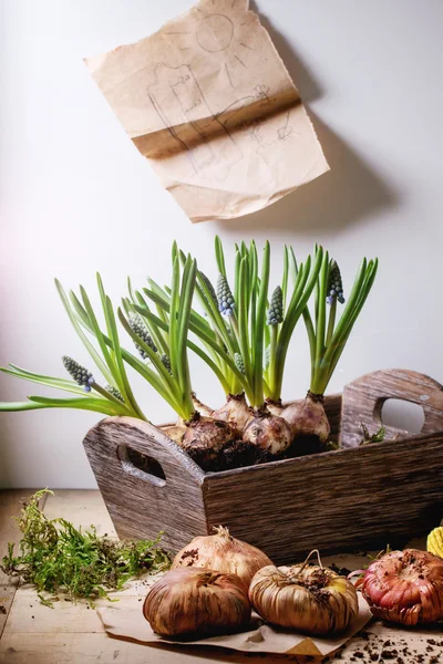 Attrezzi da giardino e bulbi di fiori — Foto Stock