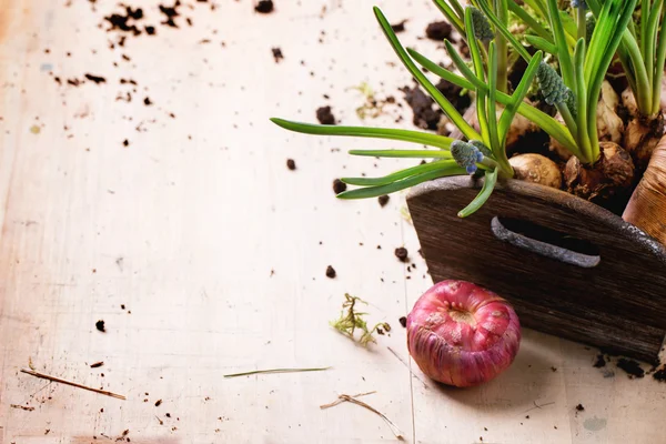 Garden flower bulbs and sprouts — Stock Photo, Image