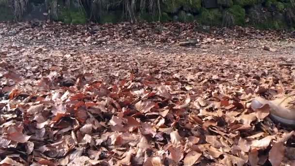 Piernas de un hombre caminando sobre hojas caídas, cámara lenta — Vídeos de Stock