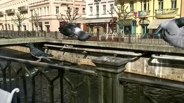 Pigeons taking off on the railing of the old waterfront on a sunny day, slow motion — Stock Video