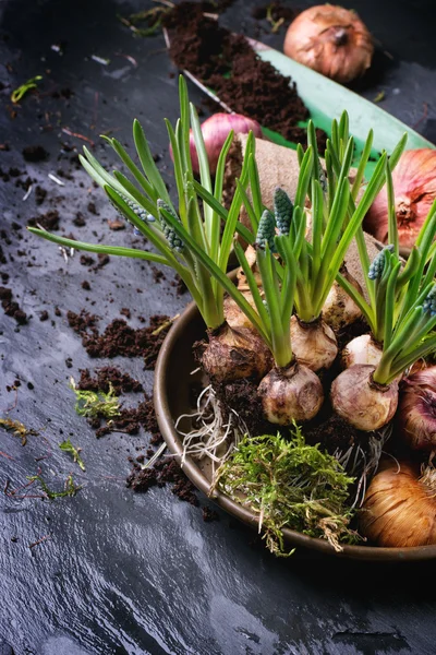 Garden flower bulbs and sprouts — Stock Photo, Image