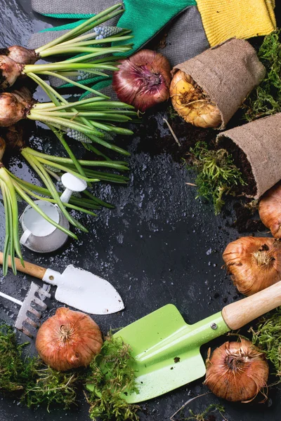 Attrezzi da giardino e bulbi di fiori — Foto Stock