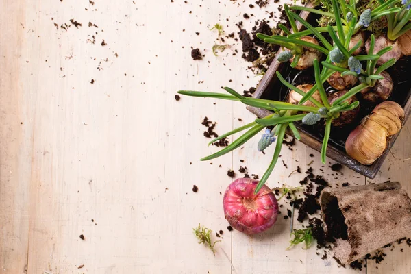 Garden flower bulbs and sprouts — Stock Photo, Image