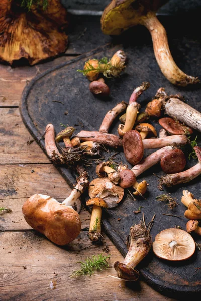 Blandning av skogssvampar — Stockfoto