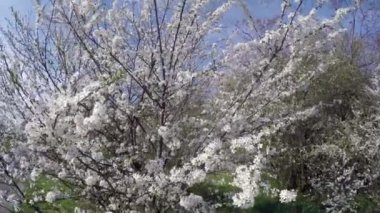 Güneş ışığı altında mavi gökyüzü arka plan üzerinde kiraz çiçeklenme