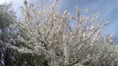Güneş ışığı altında mavi gökyüzü arka plan üzerinde kiraz çiçeklenme