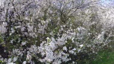 Çiçekli kiraz güneş ışığı altında