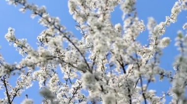 Güneş ışığı altında mavi gökyüzü arka plan üzerinde kiraz çiçeklenme