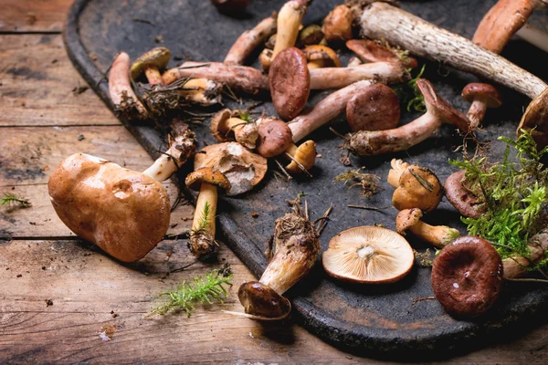 Mix of forest mushrooms — Stock Photo, Image