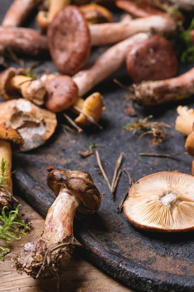 Mistura de cogumelos florestais — Fotografia de Stock