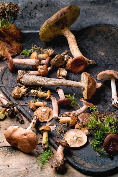 Mix of forest mushrooms — Stock Photo, Image