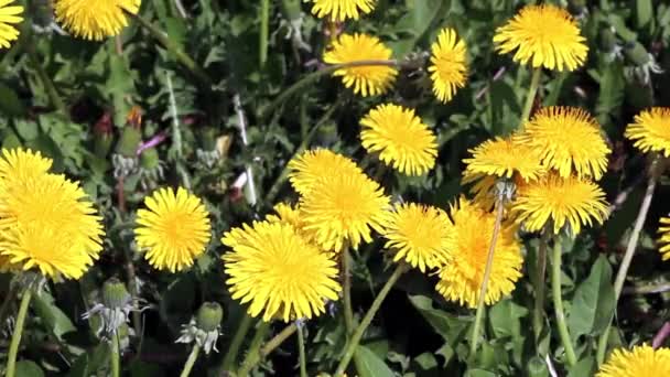 Blühender Löwenzahn an sonnigem Tag — Stockvideo