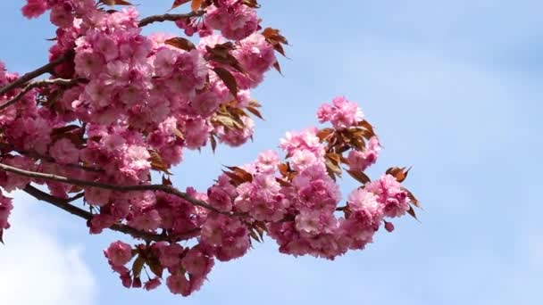 Takken van sakura blossoms tegen de blauwe hemel — Stockvideo