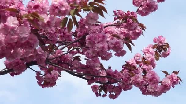 Sakura çiçekleri mavi gökyüzüne karşı dallarında — Stok video