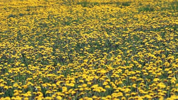 Поле цветущих одуванчиков в солнечный день — стоковое видео