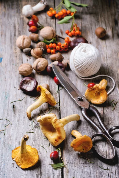 Chanterelle mushrooms with old scissors — Stock Photo, Image