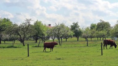 Şu yeni gelişen bir elma bahçesi yakınında yeşil alan inekler otlatma