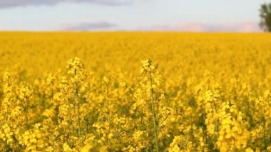 Gün batımında açan kolza tohumu tarlası