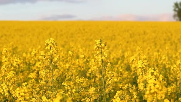 Blühendes Rapsfeld bei Sonnenuntergang — Stockvideo