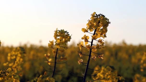 Closeup rape flowers over rapeseed field as background in sunset light — Stock Video