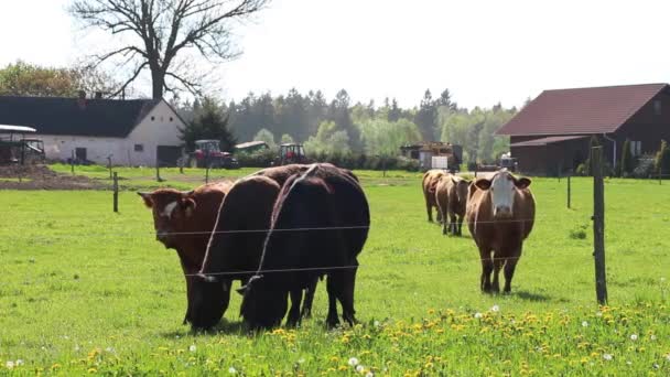 Αγελάδες βοσκής σε πράσινο λιβάδι — Αρχείο Βίντεο