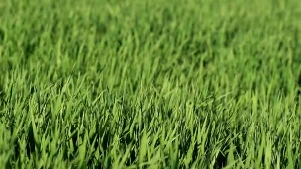 Campo di grano giovane in ventosa giornata di sole come sfondo — Video Stock