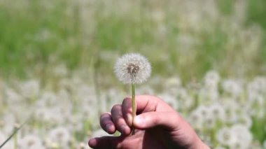 Adam karahindiba üzerinde güneşli günde esiyor