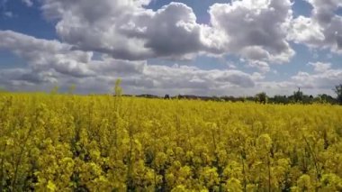 Kolza tohumu alan mavi gökyüzü güneş