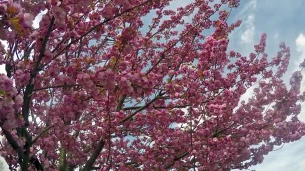 Sakura-Kirsche blüht vor blauem Himmel — Stockvideo