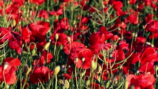 Blossoming red poppies on sunny day — Stock Video