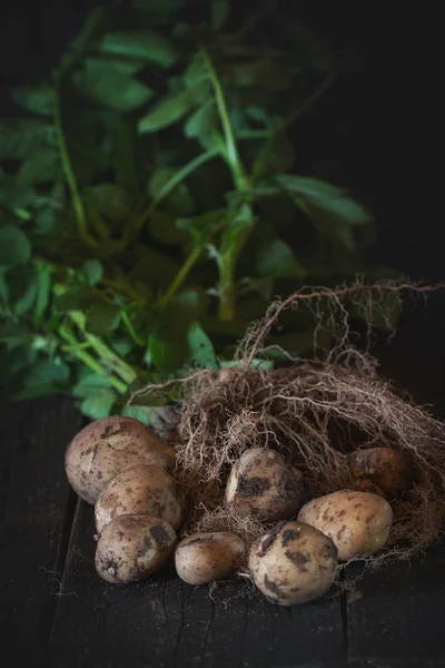 Young potatoes with soil — Stockfoto
