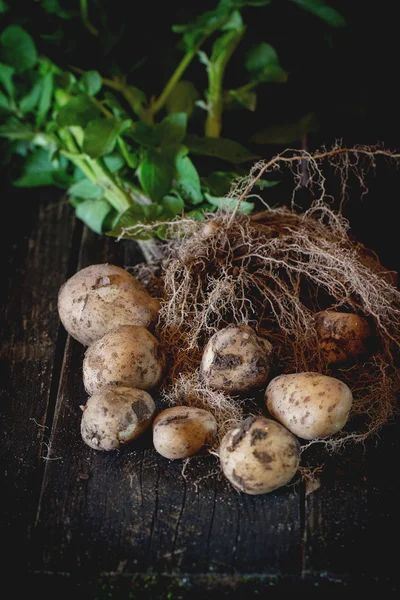 Young potatoes with soil — Stok fotoğraf