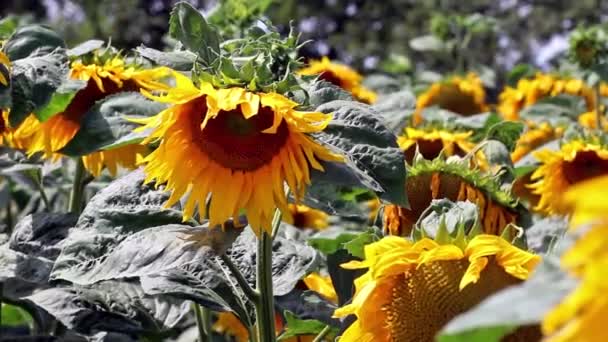 Field of sunflowers at summer sunny day — Stock Video