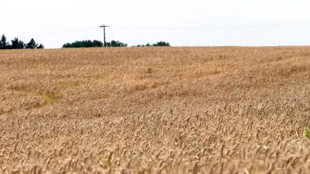 Gerst veld op zonnige, winderige dag — Stockvideo