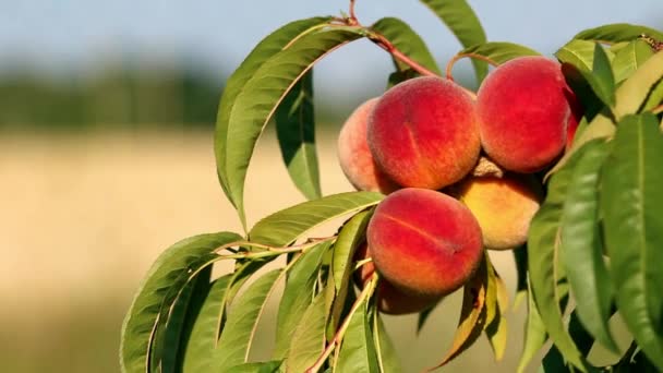 Closeup of branch with fresh ripe peaches and leaves on the tree. Sunny windy day. — Stock Video