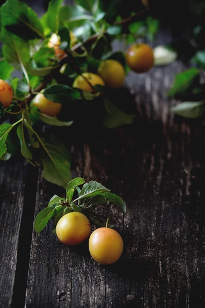 Rama de ciruelas amarillas — Foto de Stock