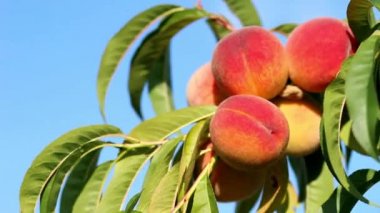Taze olgun şeftali ve ağaç yaprakları ile şube Closeup. Arka plan olarak mavi gökyüzü. Güneşli rüzgarlı gün.