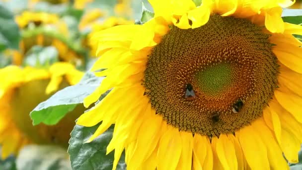 晴れた風の強い日でヒマワリのフィールドでひまわりのクローズ アップ。花にマルハナバチの飛行. — ストック動画