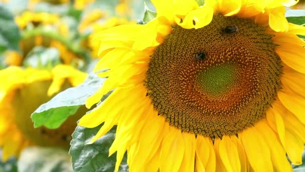 Gros plan de tournesol sur le champ de tournesols par temps ensoleillé et venteux. Bourdons volants au-dessus des fleurs .