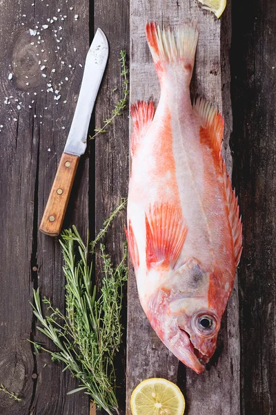 Raw grouper — Stock fotografie