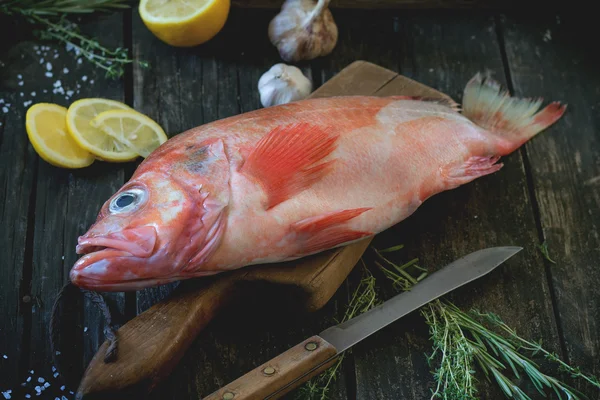 Raw grouper — Stock fotografie