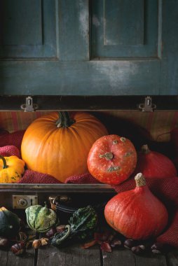 Bavul içinde farklı kabak çeşitleri