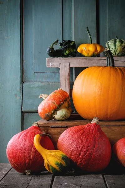 Assortiment van verschillende pumpkins — Stockfoto