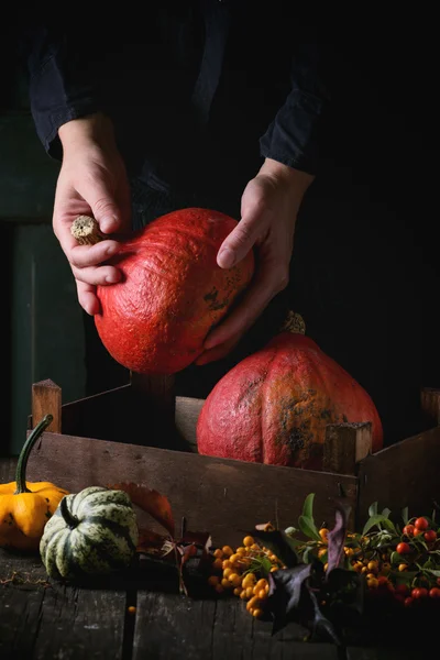 Assortiment van verschillende pompoenen en bessen — Stockfoto