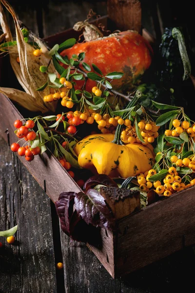 Assortment of different pumpkins and berries — Stock Photo, Image