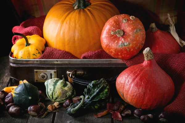 Assortiment van verschillende pumpkins in koffer — Stockfoto