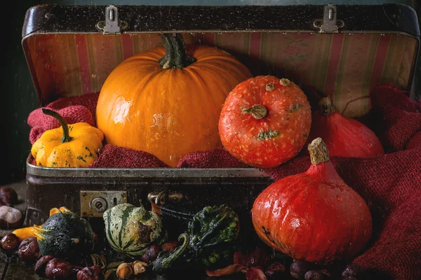 Surtido de diferentes calabazas en maleta —  Fotos de Stock