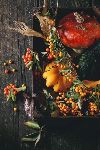 Assortiment van verschillende pompoenen en bessen — Stockfoto